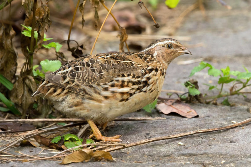 Немой перепел - Coturnix japonica (Temminck & Schlegel, 1849)