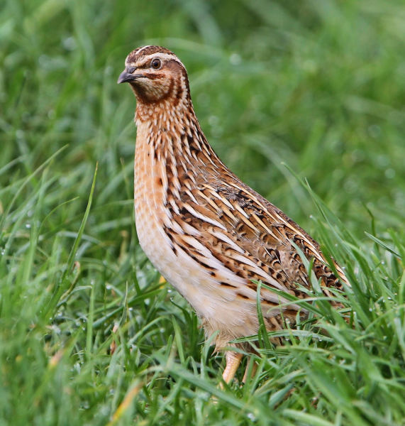 Перепел - Coturnix coturnix (Linnaeus, 1758)