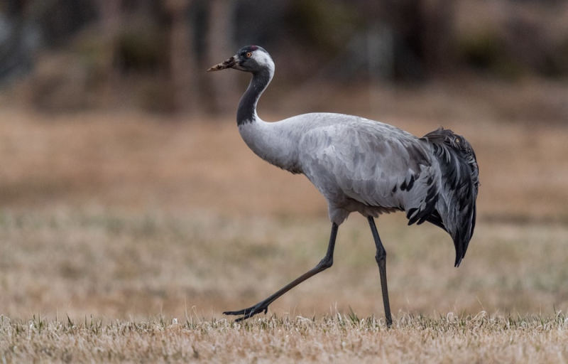 Серый журавль — Grus grus (Linnaeus, 1758)