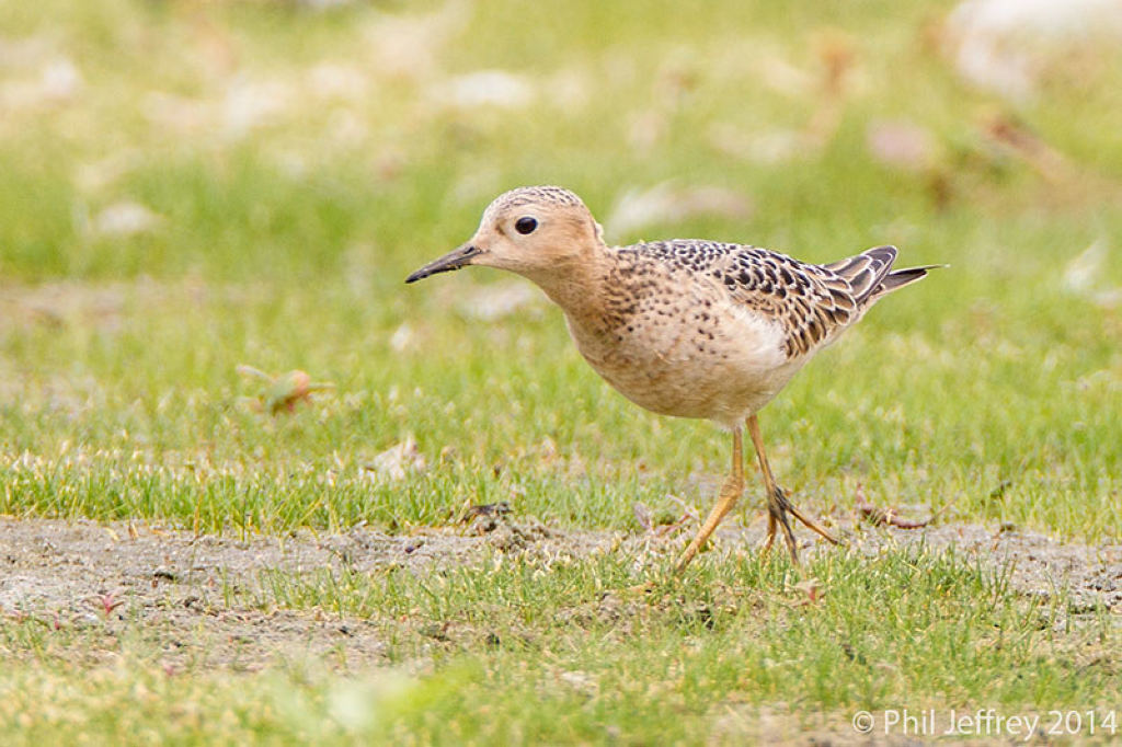 Желтозобик — Calidris subruficollis (Vieillot, 1819)