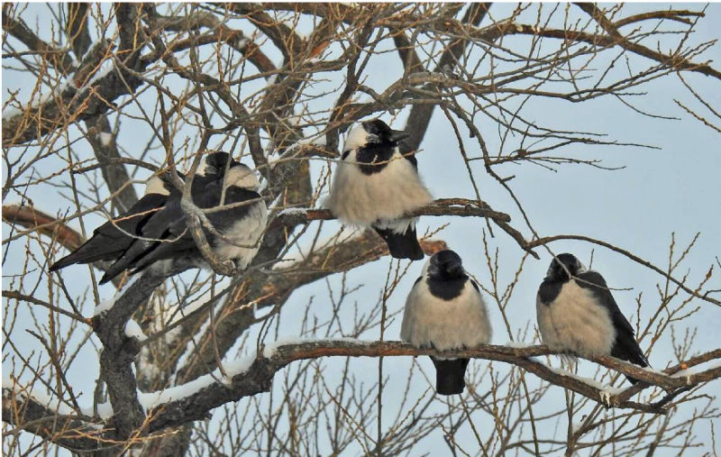 Гнездящиеся птицы Приморского края: даурская галка Corvus dauuricus