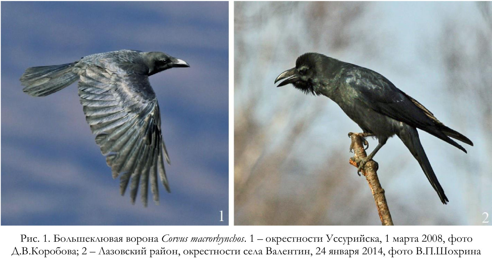 Большеклювая ворона Corvus macrorhynchos