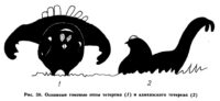 Основные токовые позы тетерева (1) и кавказского тетерева (2)