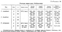 Размеры видов рода Falcipennis