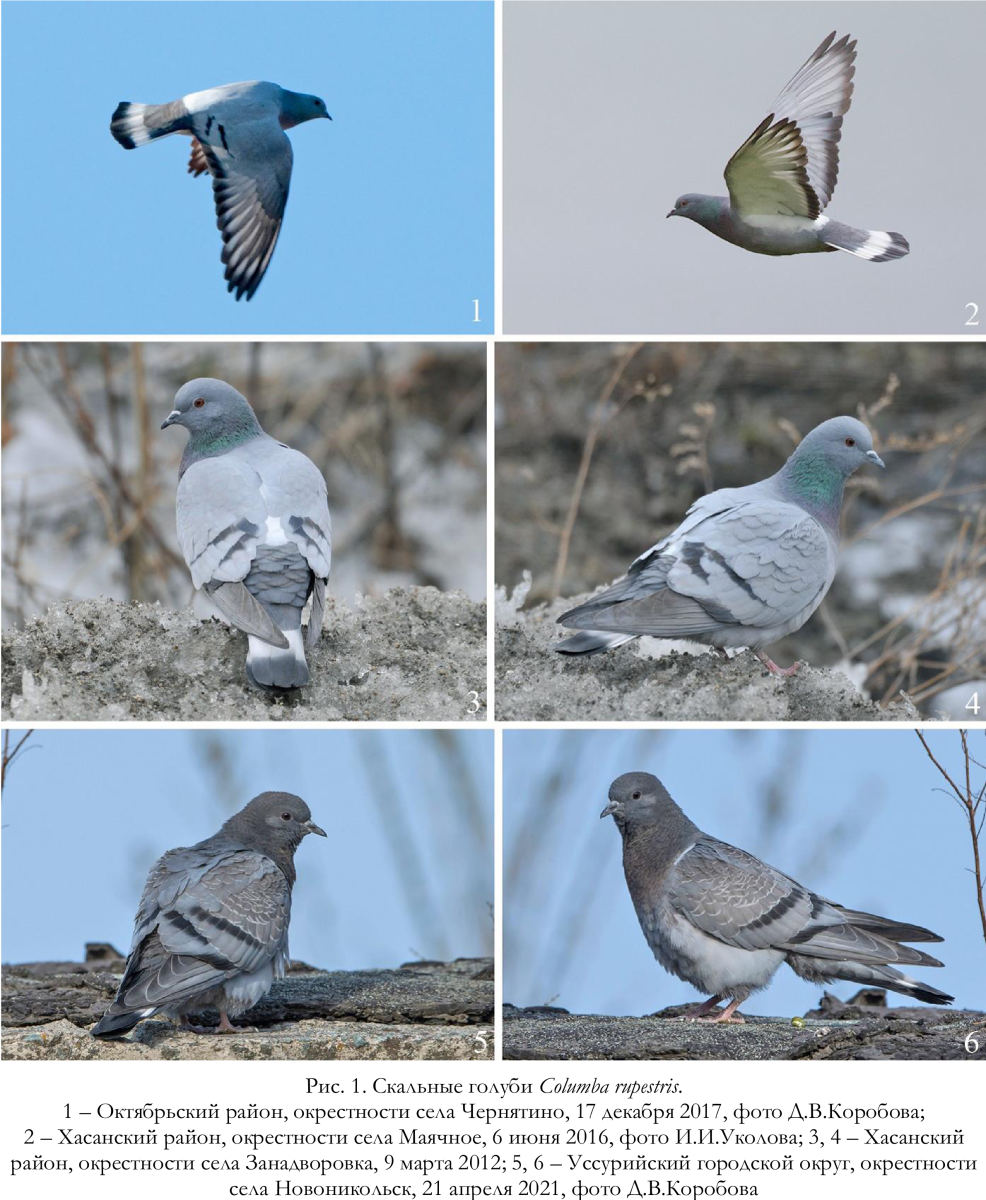 Скальные голуби Columba rupestris