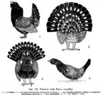 Токовые позы Tetrao urogallus
