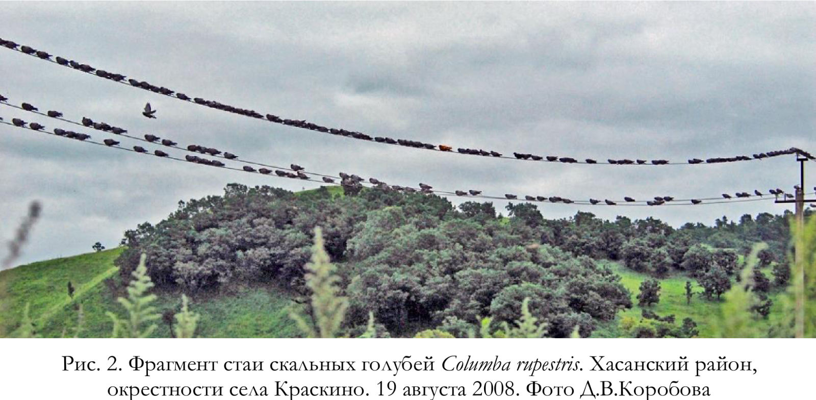 Фрагмент стаи скальных голубей Columba rupestris