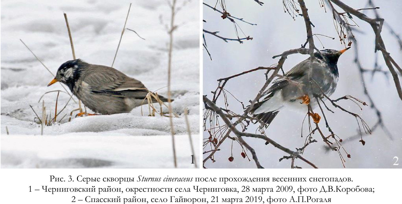 Серые скворцы Sturnus cineraceus после прохождения весенних снегопадов