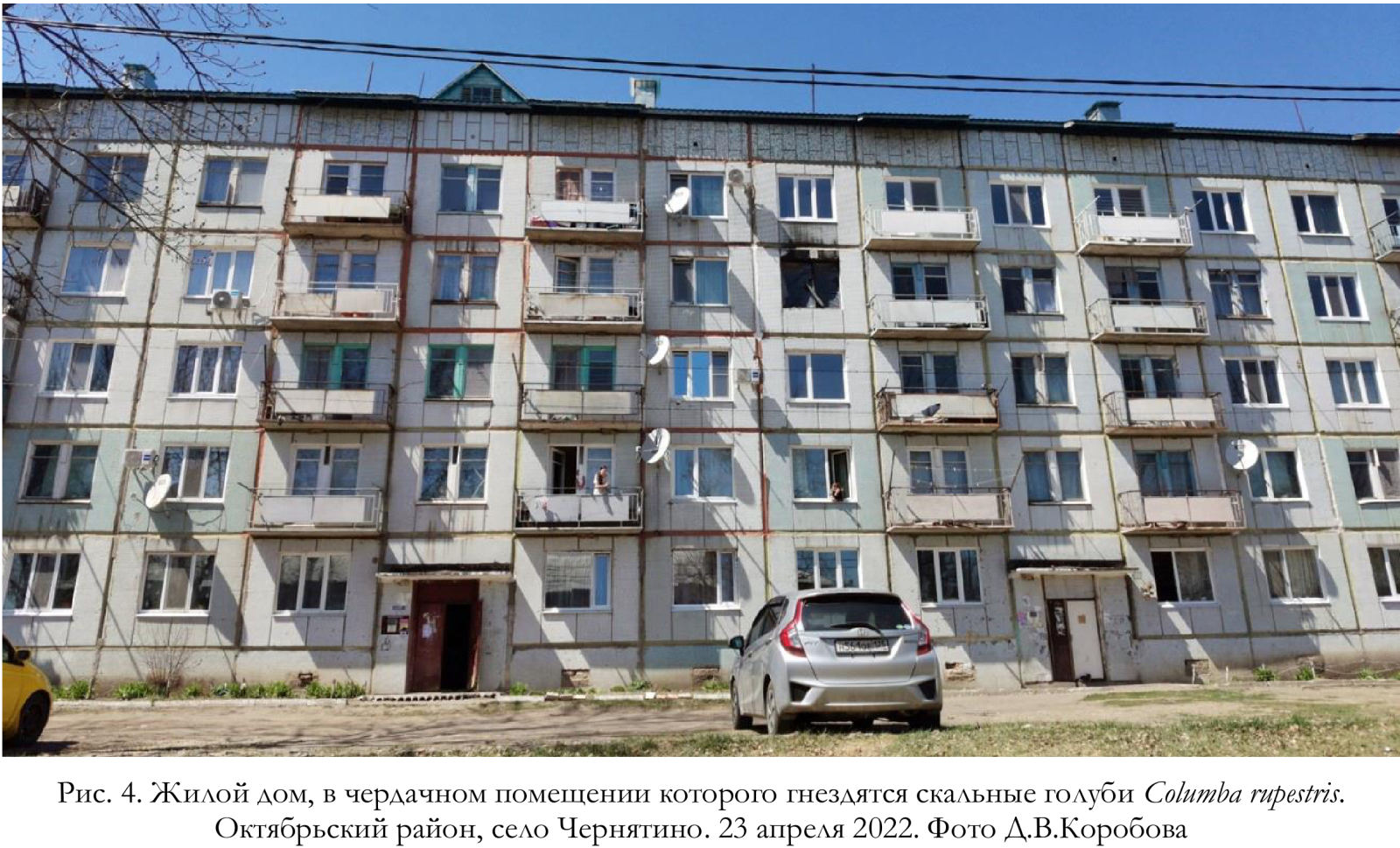 Жилой дом, в чердачном помещении которого гнездятся скальные голуби Columba rupestris.