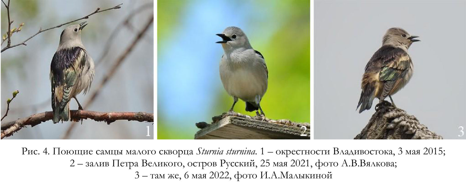 Поющие самцы малого скворца Sturnia sturnina