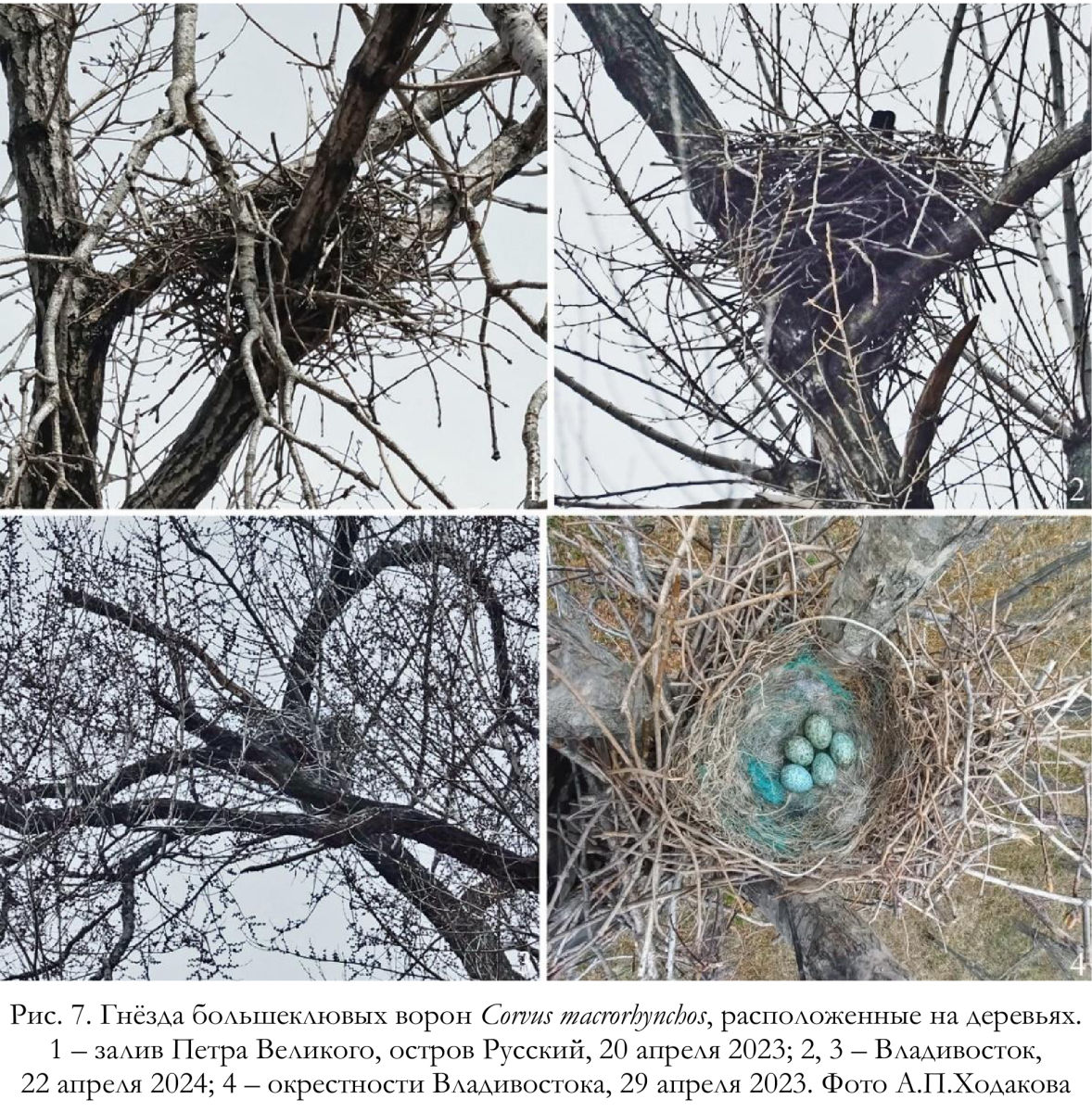 Гнёзда большеклювых ворон Corvus macrorhynchos, расположенные на деревьях