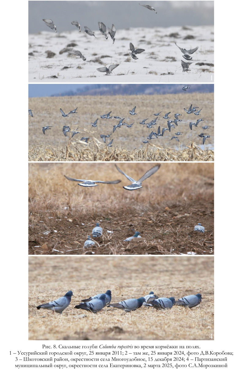 Скальные голуби Columba rupestris во время кормёжки на полях