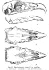 Череп взрослого самца Tetrao urogallus