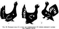 Песенная поза (7) и позы при конфронтации (2) самцов каменного глухаря