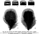 Типы рисунка на перьях грудного пластрона самцов Tetrao urogallus.
