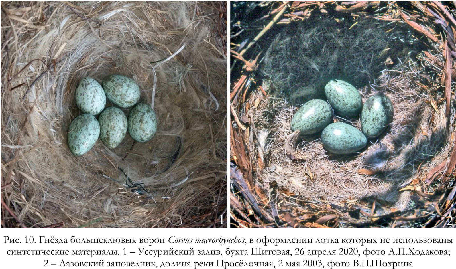 Гнёзда большеклювых ворон Corvus macrorhynchos, в оформлении лотка которых не использованы синтетические материалы