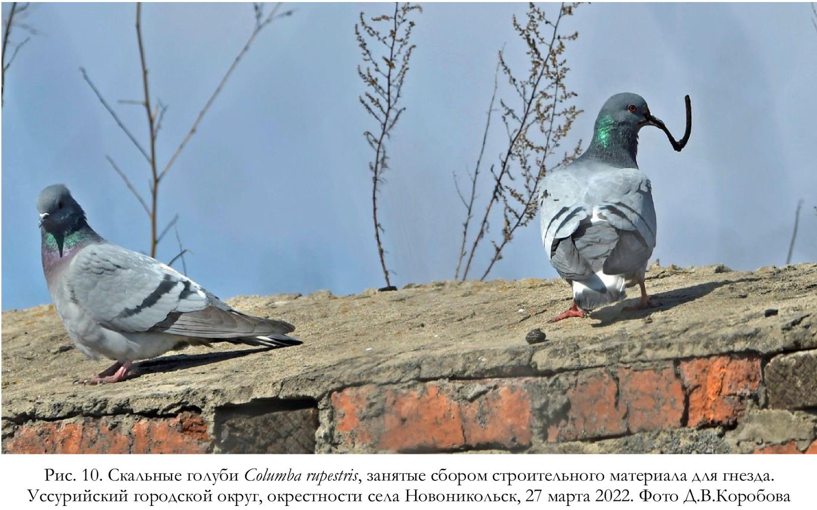 Скальные голуби Columba rupestris, занятые сбором строительного материала для гнезда.