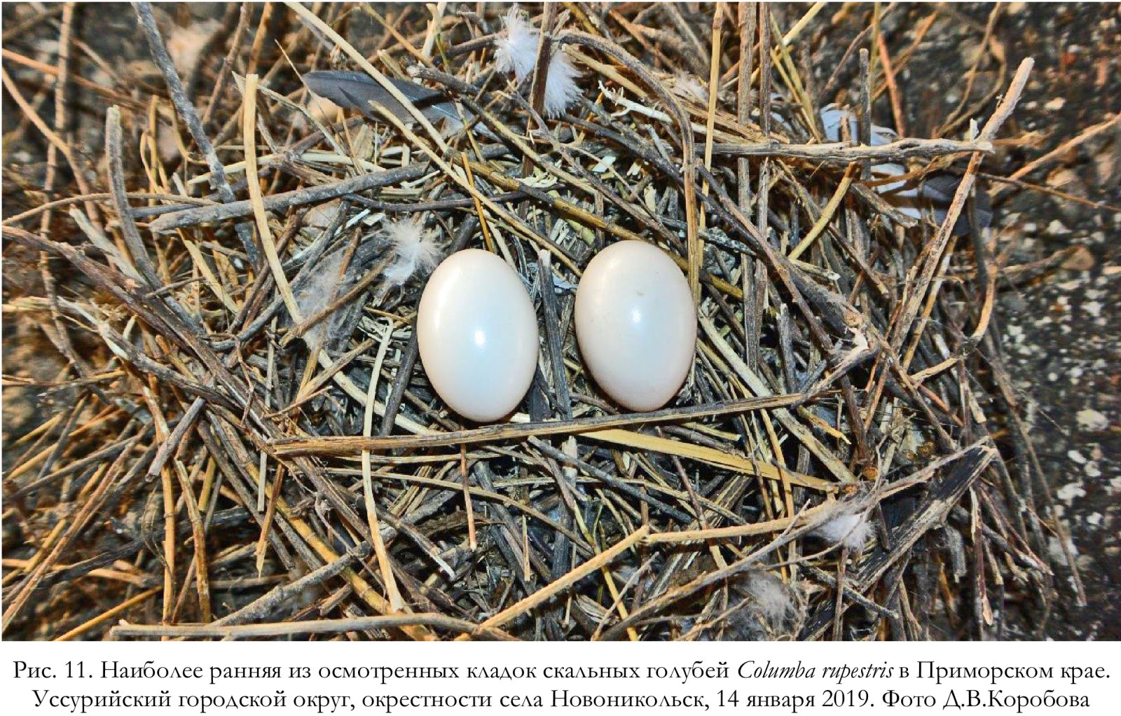 Наиболее ранняя из осмотренных кладок скальных голубей Columba rupestris в Приморском крае.
