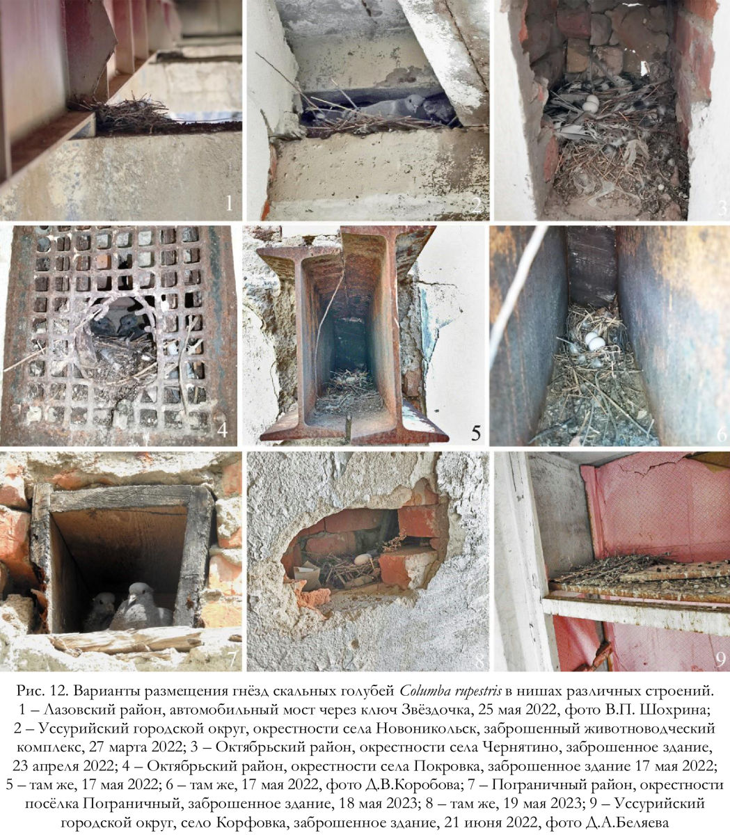 Варианты размещения гнёзд скальных голубей Columba rupestris в нишах различных строений.