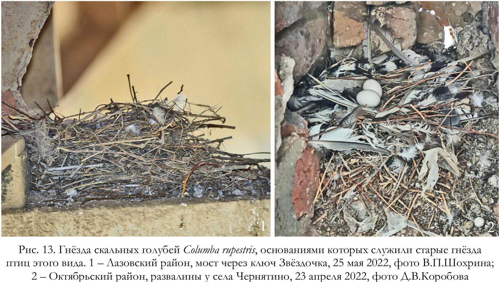 Гнёзда скальных голубей Columba rupestris, основаниями которых служили старые гнёзда
птиц этого вида