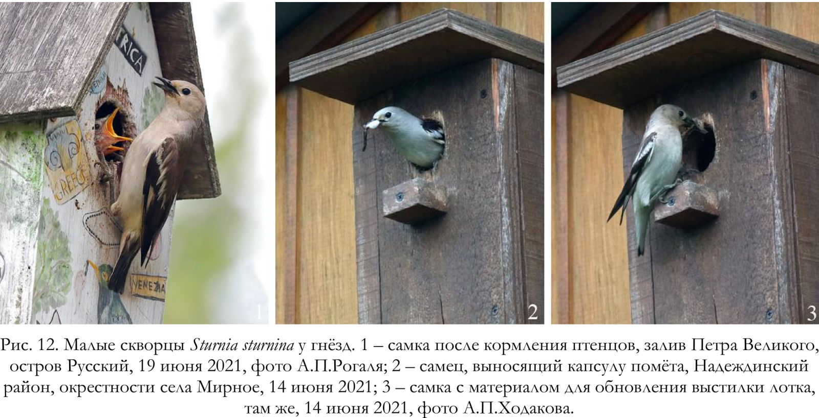 Малые скворцы Sturnia sturnina у гнёзд.