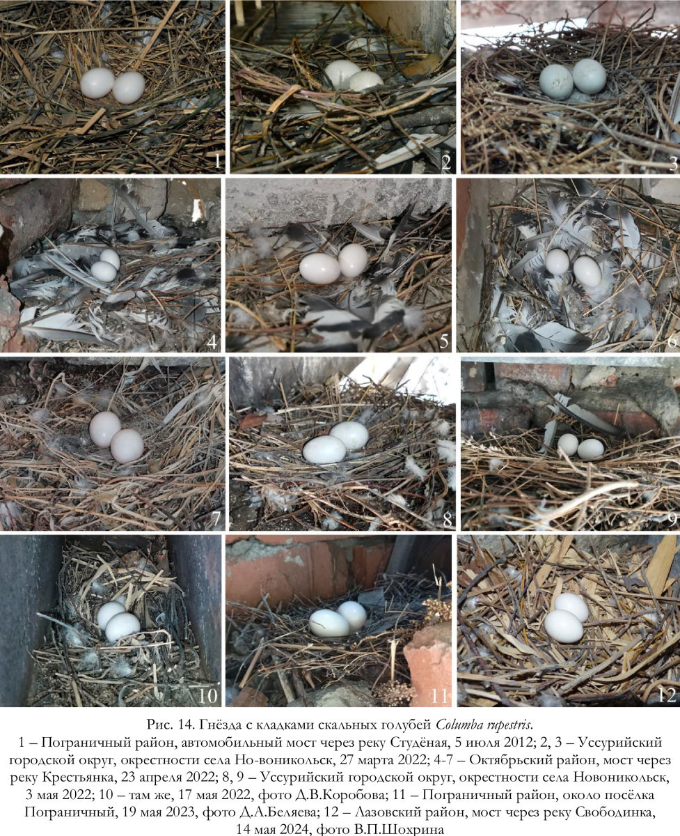 Гнёзда с кладками скальных голубей Columba rupestris
