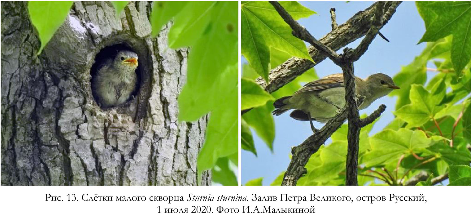 Слётки малого скворца Sturnia sturnina.