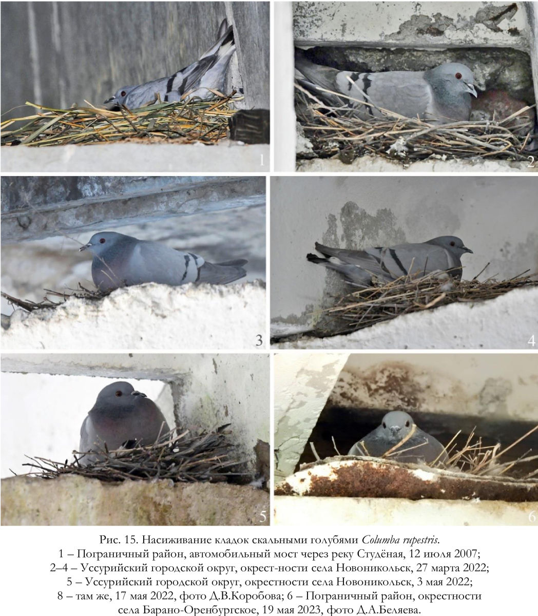 Насиживание кладок скальными голубями Columba rupestris.
