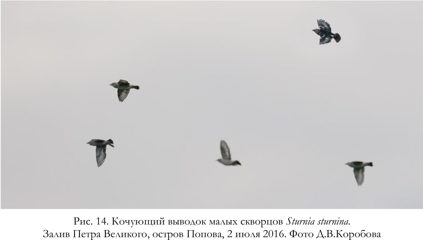 Кочующий выводок малых скворцов Sturnia sturnina