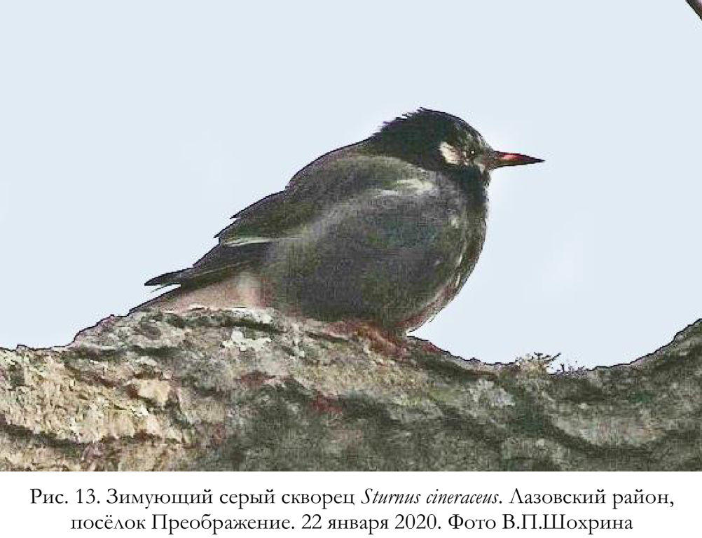 Зимующий серый скворец Sturnus cineraceus.