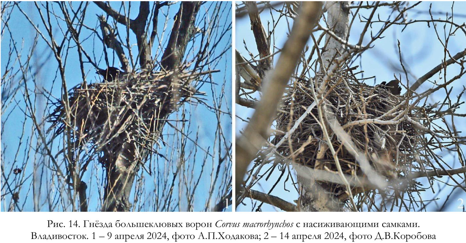 Гнёзда большеклювых ворон Corvus macrorhynchos с насиживающими самками