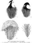 Перья взрослого самца Tetrao urogallus.