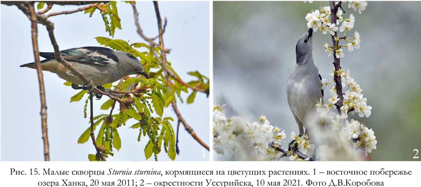 Малые скворцы Sturnia sturnina, кормящиеся на цветущих растениях.