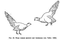 Позы самцов фазана при токовании