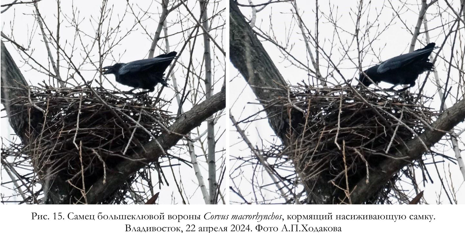 Самец большеклювой вороны Corvus macrorhynchos, кормящий насиживающую самку.