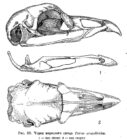 Череп взрослого самца Tetrao urogalloide