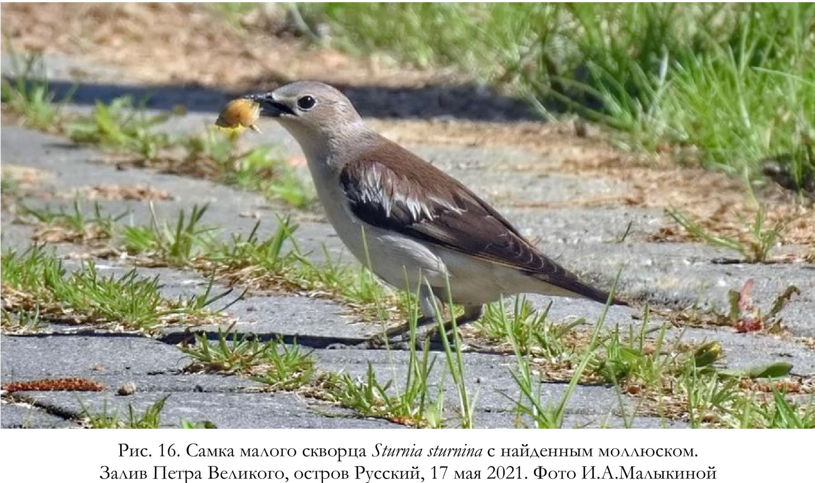 Самка малого скворца Sturnia sturnina с найденным моллюском