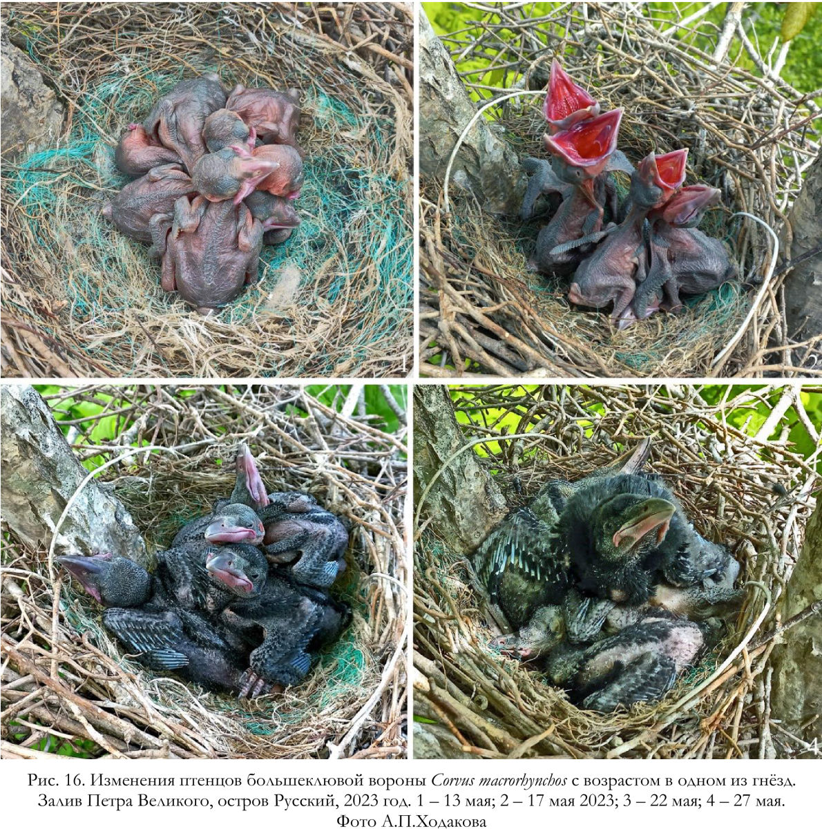 Изменения птенцов большеклювой вороны Corvus macrorhynchos с возрастом в одном из гнёзд