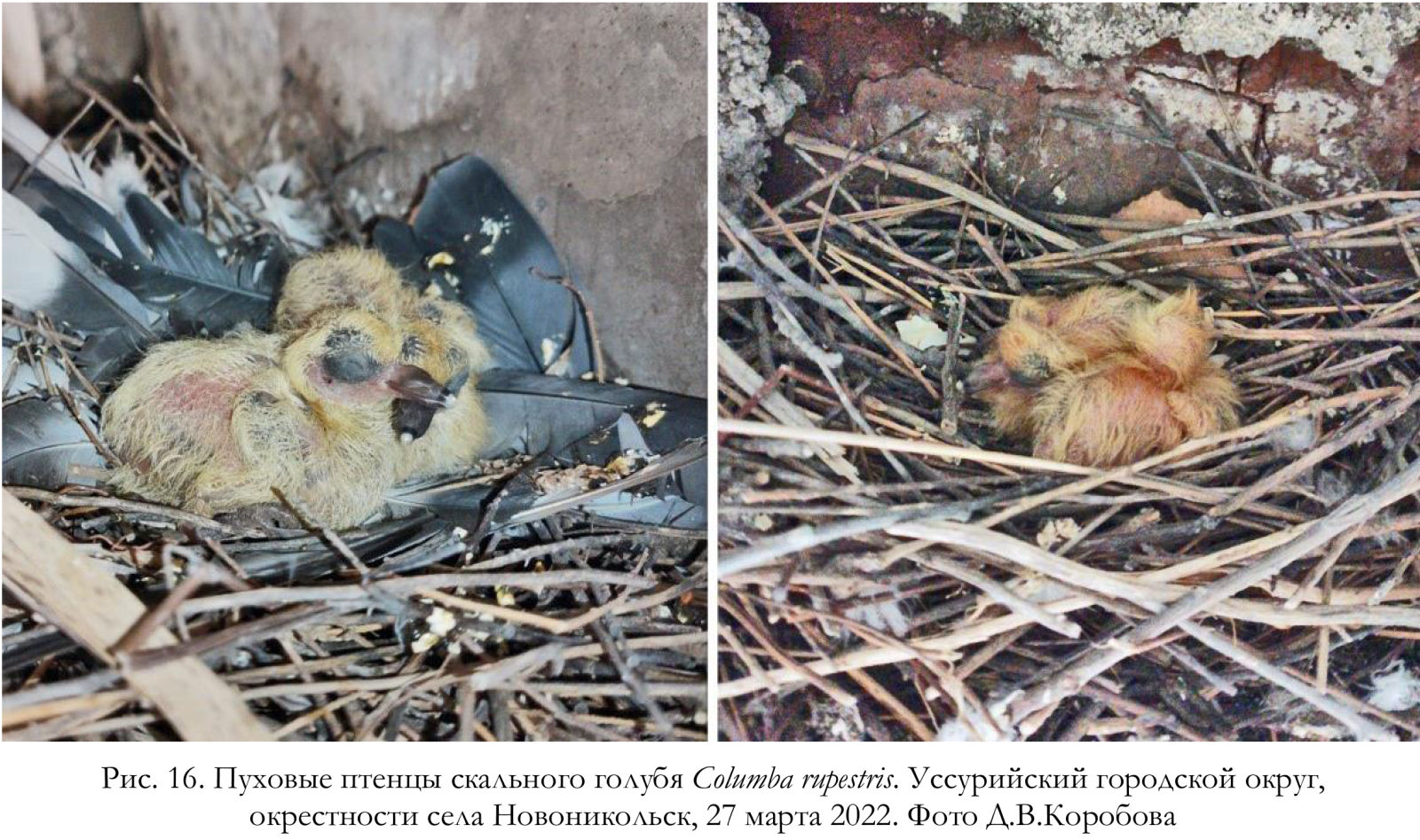 Пуховые птенцы скального голубя Columba rupestris.