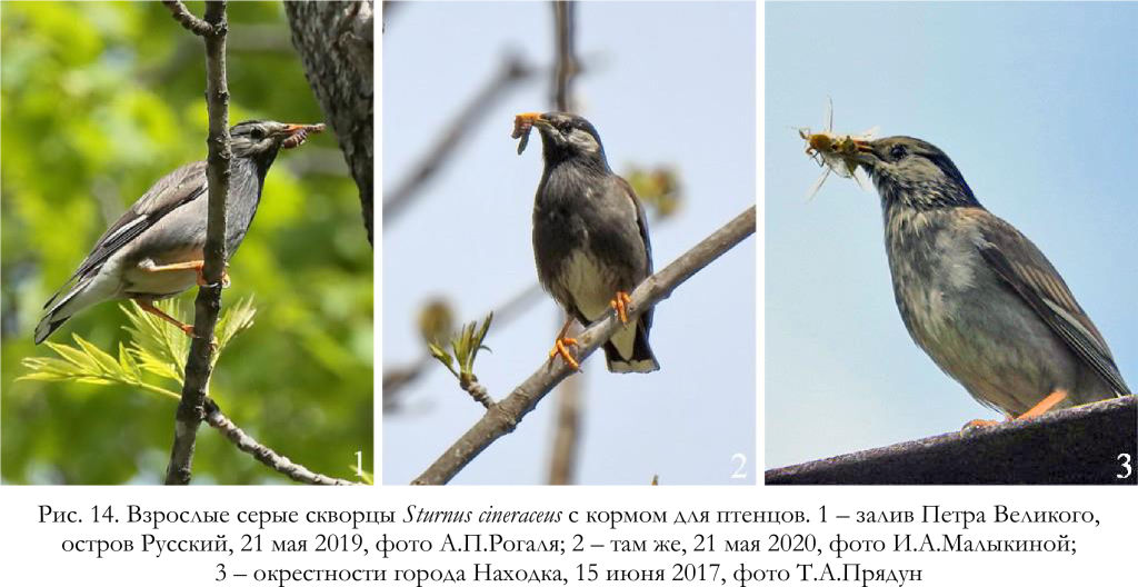 Взрослые серые скворцы Sturnus cineraceus с кормом для птенцов