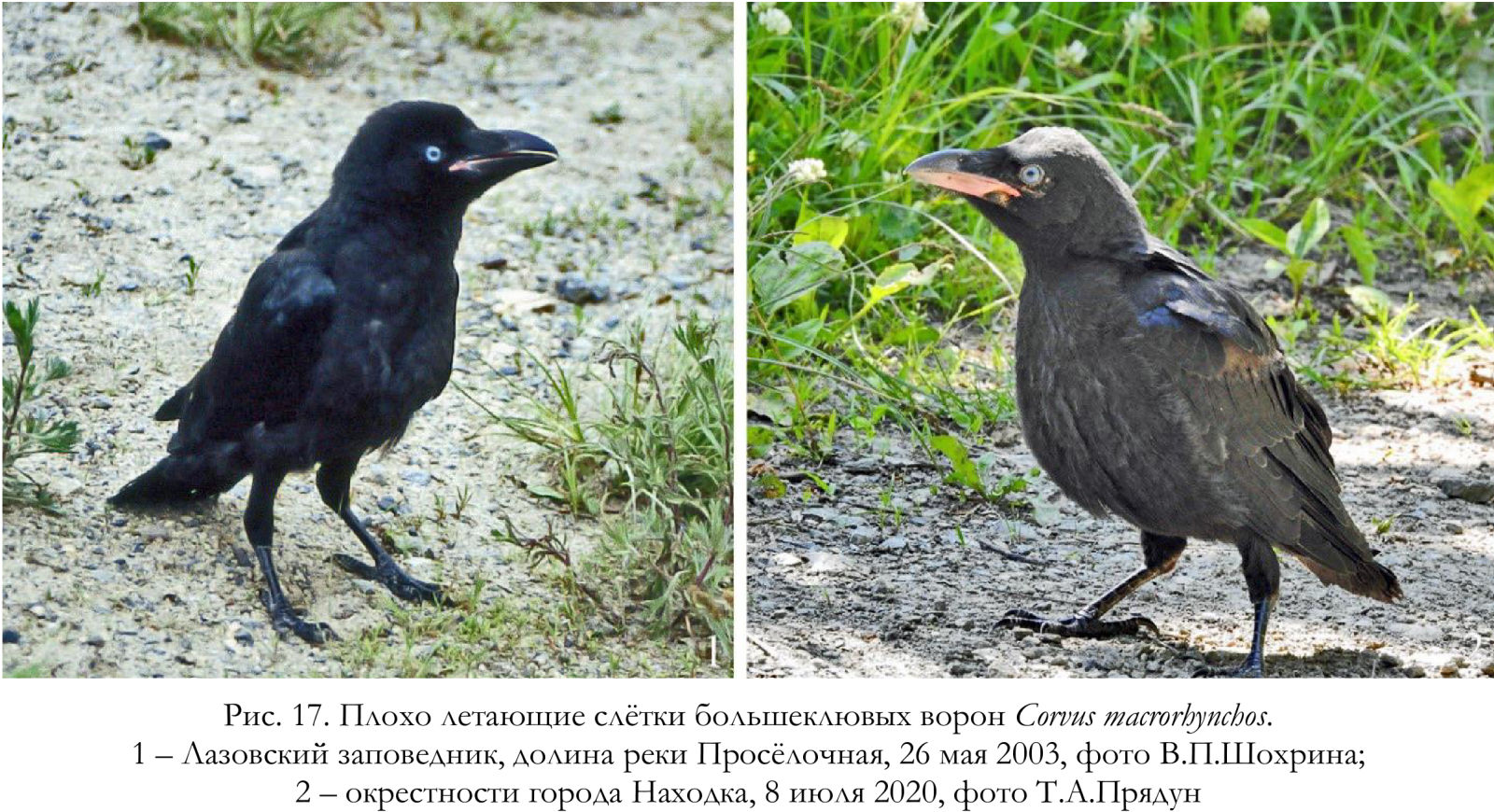 Плохо летающие слётки большеклювых ворон Corvus macrorhynchos