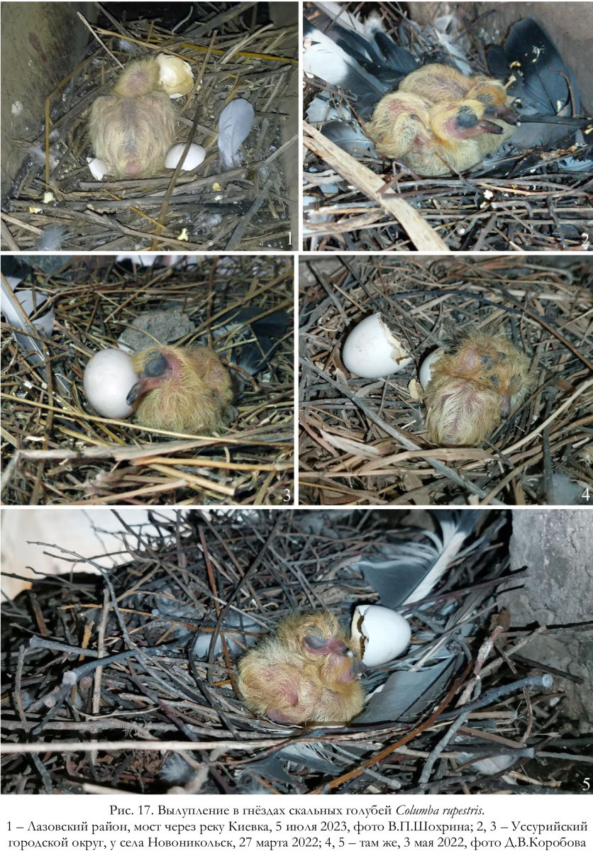 Вылупление в гнёздах скальных голубей Columba rupestris.