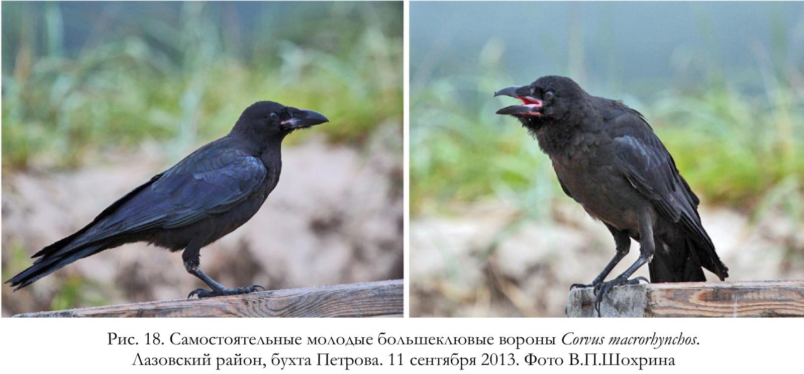 Самостоятельные молодые большеклювые вороны Corvus macrorhynchos.