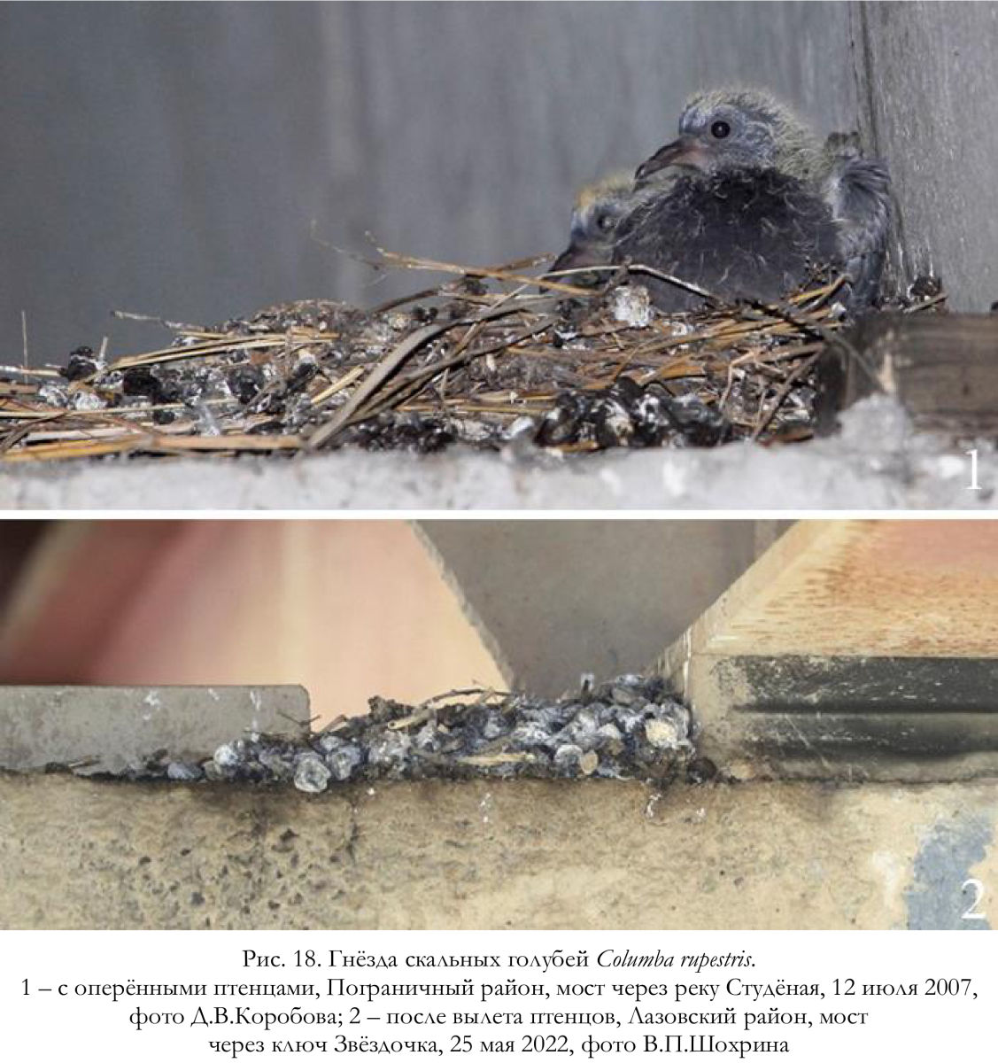 Гнёзда скальных голубей Columba rupestris.
