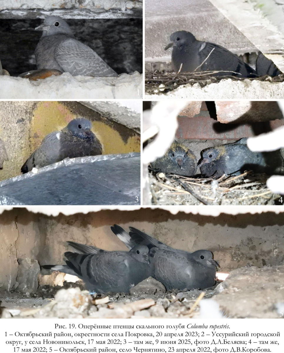 Оперённые птенцы скального голубя Columba rupestris.
