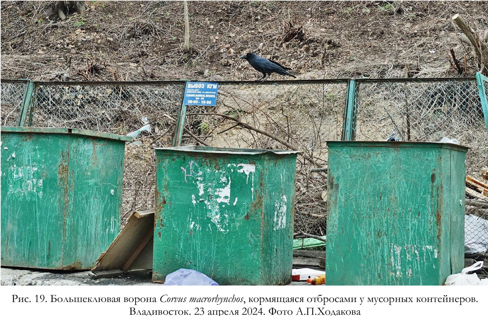 Большеклювая ворона Corvus macrorhynchos, кормящаяся отбросами у мусорных контейнеров
