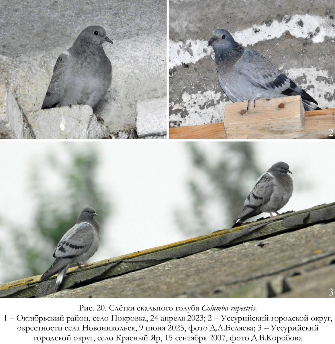 Слётки скального голубя Columba rupestris.