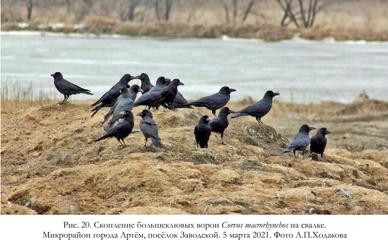 Скопление большеклювых ворон Corvus macrorhynchos на свалке.