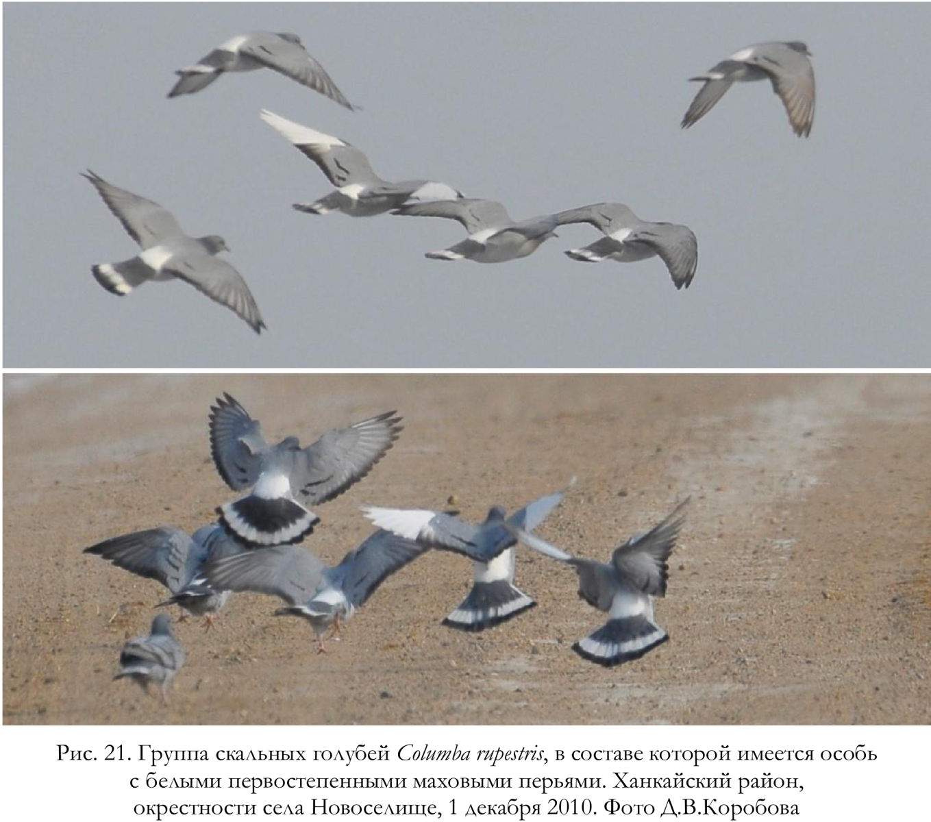 Группа скальных голубей Columba rupestris, в составе которой имеется особь
с белыми первостепенными маховыми перьями