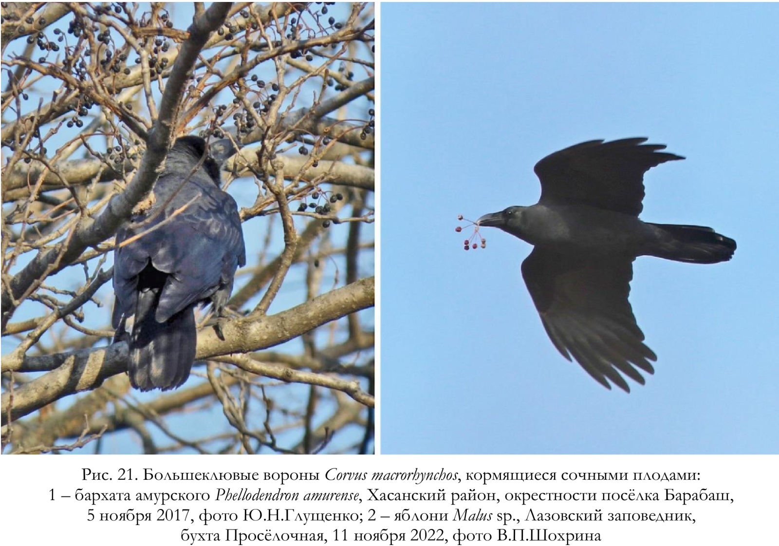 Большеклювые вороны Corvus macrorhynchos, кормящиеся сочными плодами